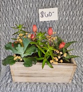 Succulent's in Planter 