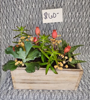 Succulent's in Planter 