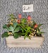 Succulent's in Planter 