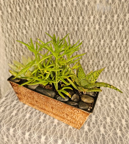 Succulents in Tin Pan