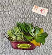 Succulent's in welcome tin 