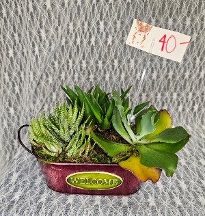 Succulent's in welcome tin 