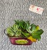 Succulent's in welcome tin 