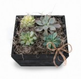 Succulents Mixed succulents in decorative wooden container