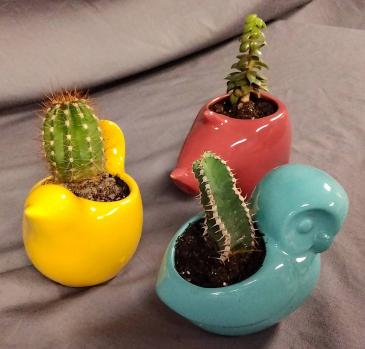 Succulents - Various Plant