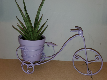 Succulents w/ bike  everyday gift