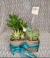 Succulents w bird in birch box 