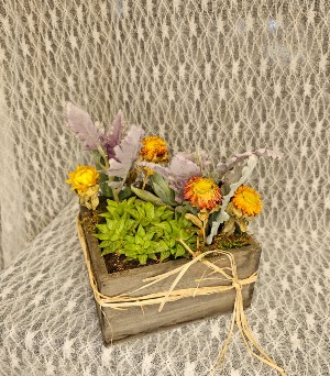 Succulents w Dusty Miller in Birch Box 