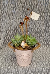 Succulent's with bird 