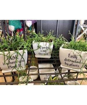 Succulents with sayings... 