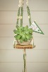 "Sucker for You" Succulent with Macrame Plant Hanger