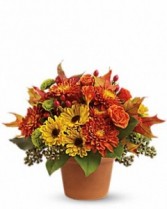 Sugar MaplesT12Z100 Fall Flowers