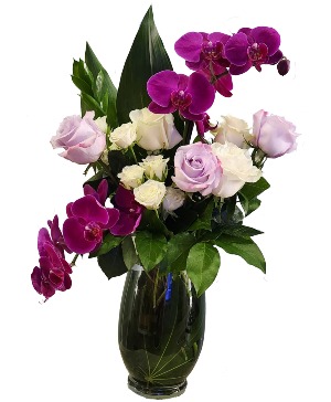 Sugar Plum Orchid Fairy Cut flowers