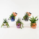 Sugar Skull Succulent Garden Halloween