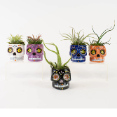 Sugar Skull Succulent Garden Plant