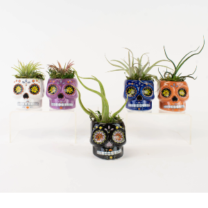 Sugar Skull Succulent Garden Plant