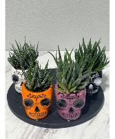 Halloween Succulent 