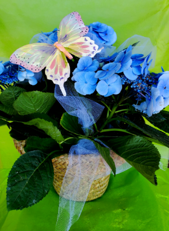 Summer Blue Skies Hydrangea Plant Arrangement