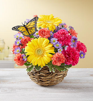 Summer Cheer™ in Bird’s Nest in Valley City, OH | HILL HAVEN FLORIST & GREENHOUSE Summer Cheer™ in Bird’s Nest in Valley City, OH | HILL HAVEN FLORIST & GREENHOUSE
