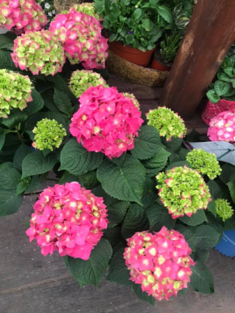 Summer Crush Hydrangea Hydrangea Shrub Decorated in Balsam Lake, WI | BALSAM LAKE PRO-LAWN INC. Summer Crush Hydrangea Hydrangea Shrub Decorated in Balsam Lake, WI | BALSAM LAKE PRO-LAWN INC.