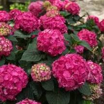 Summer Crush Hydrangea Repeat Blooming Hardy Repeat Blooming Hydrangea