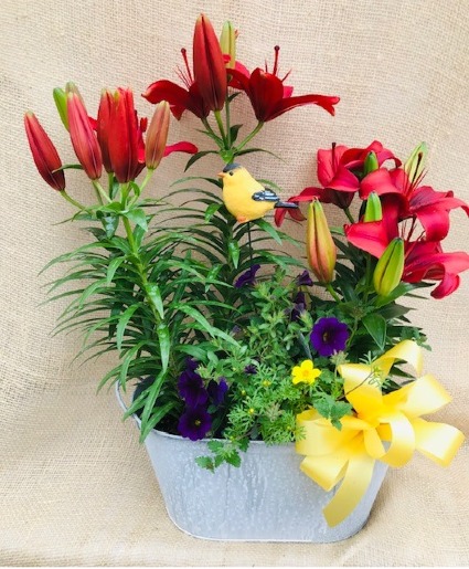 Summer Garden Blooming Garden Plants