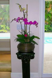 3 Orchids Arrangement 