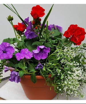 Summer Outside Blooming  Combination Pot