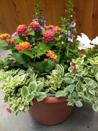 Summer Patio Garden Annual plants