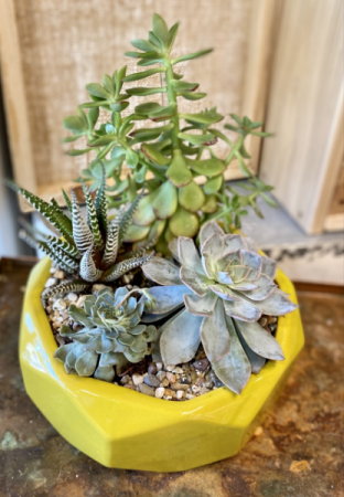 SUMMER SUCCULENTS