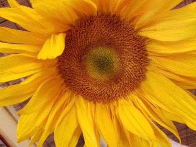 Summer Sunflower 