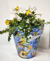 SUN ANNUALS IN FINCH POT 
