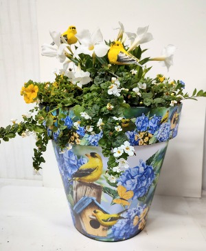 SUN ANNUALS IN FINCH POT 