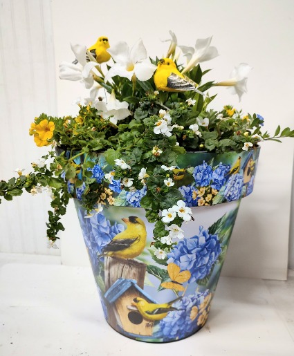 SUN ANNUALS IN FINCH POT
