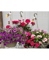 Mixed Hanging Basket- Sunny spot Colors vary- pick 2 for $60