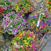 Sun Hanging Baskets Large pots