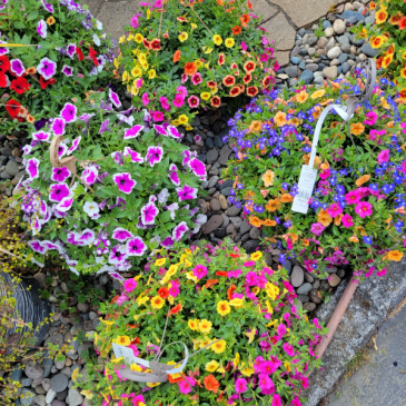 Sun Hanging Baskets Large pots in Longview, WA | Banda's Bouquets Sun Hanging Baskets Large pots in Longview, WA | Banda's Bouquets