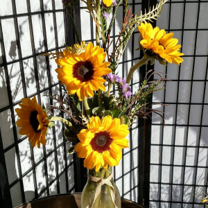 Sun Kiss Sunflowers