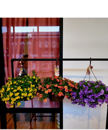 ONE YELLOW LEFT...Sun Loving 11 inch Hanging Basket in Allegan, MI | Allegan Floral and Gifts ONE YELLOW LEFT...Sun Loving 11 inch Hanging Basket in Allegan, MI | Allegan Floral and Gifts