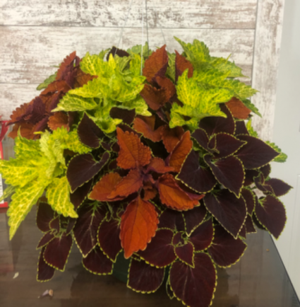 Sun or Shade Main Street Coleus Sun/Shade Hanging Baskets