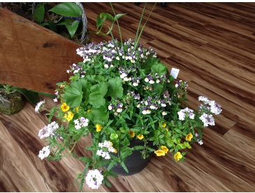 Sun Planters  Outdoor Sun Planter Mixed Colors in Longview, WA | Jansen Floral Effects