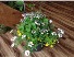 Sun Planters  Outdoor Sun Planter Mixed Colors