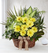Sun Splash Basket w/Fresh Flowers 