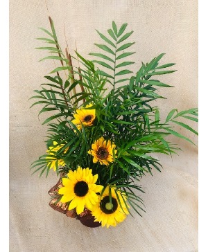 Sunflower Field Houseplant