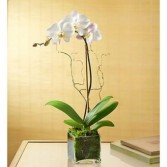 Phalaenopsis Orchid Simplicity Indoor Plant