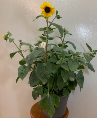 Sunflower Plant Plant