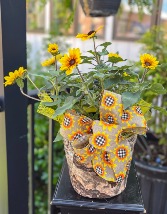 Sunflower Pot Plant