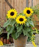 Sunflower Potted Plant 