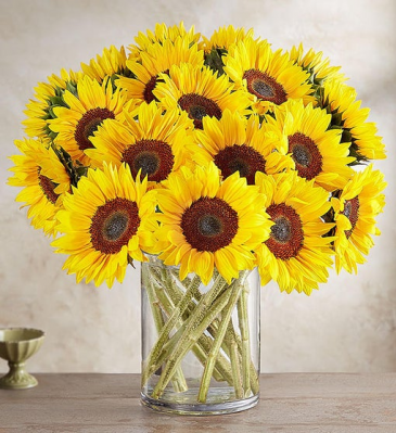 SUNFLOWER SALE