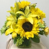 Sunflower Sunsation CFC518